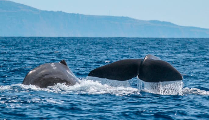 Whales surfacing off the coast of Madeira