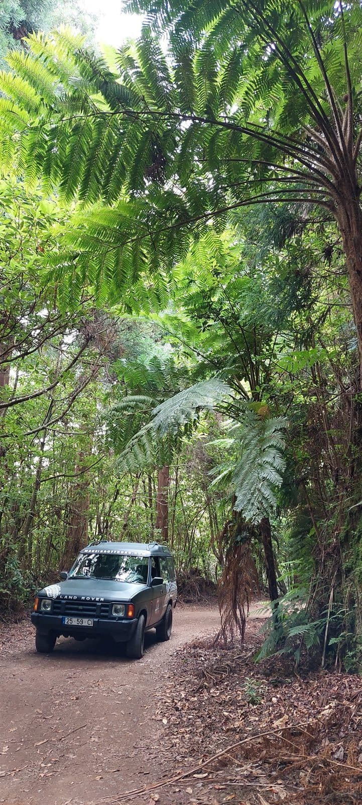 Land Rover Discovery among Madeira's tree ferns