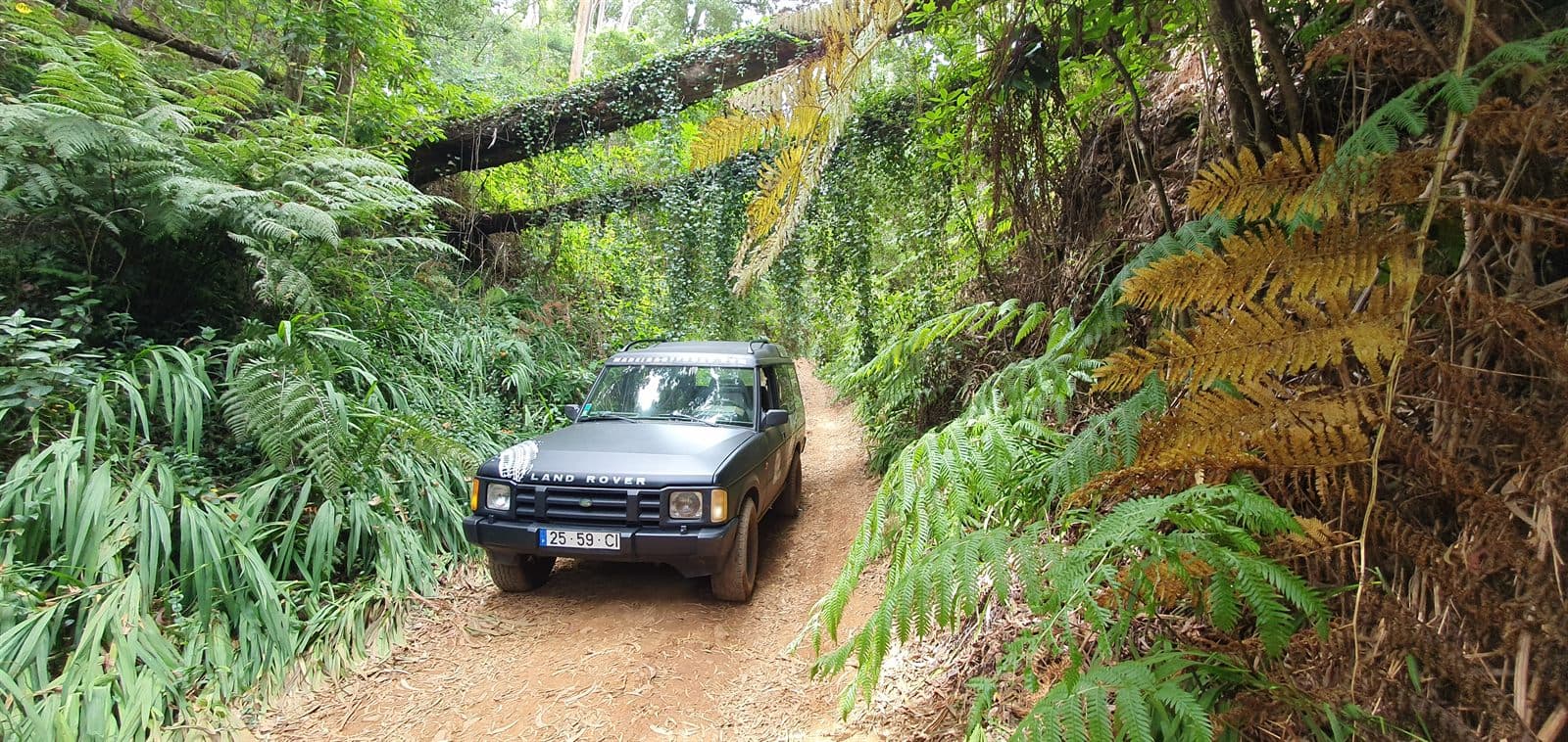 Land Rover Discovery on a green levada track