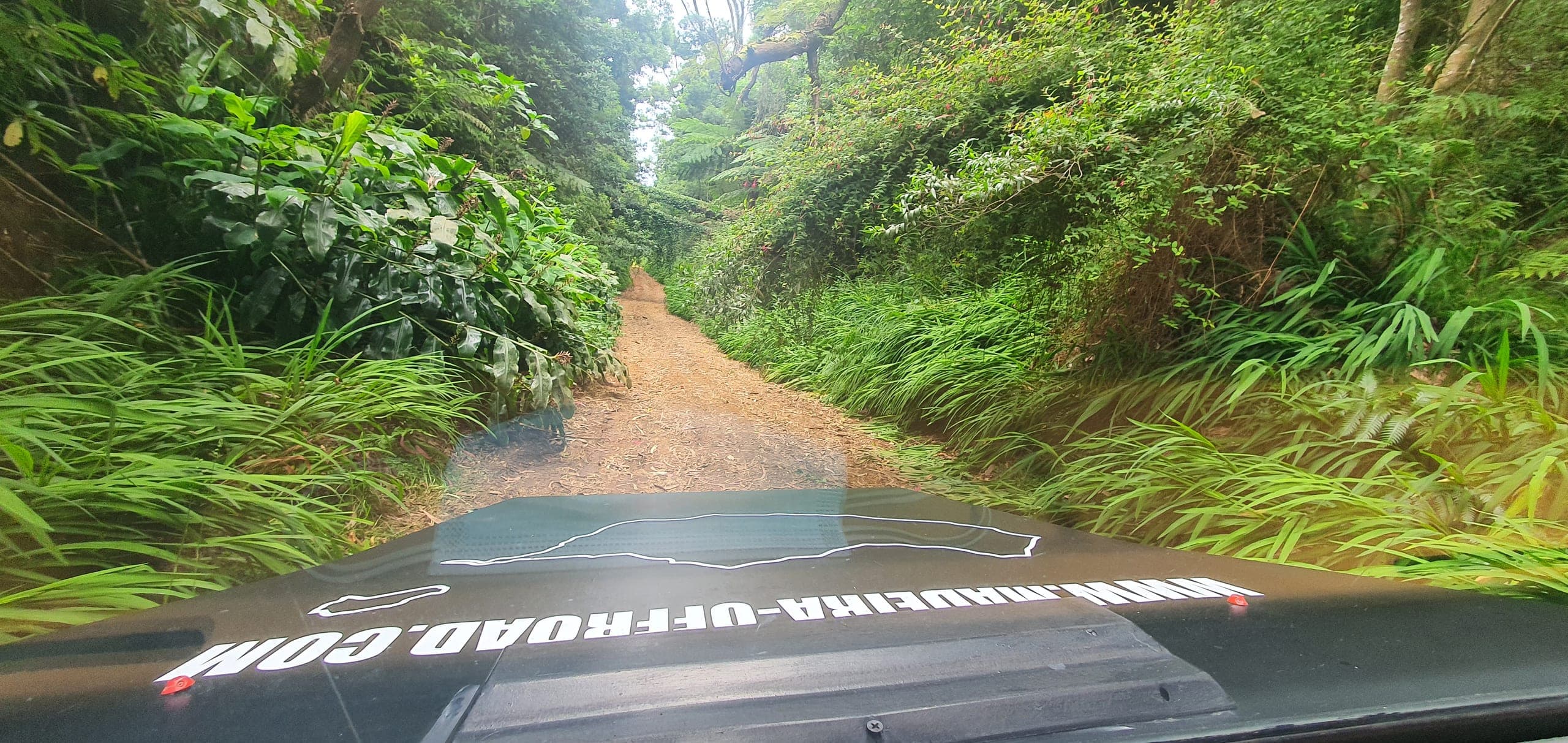 The view from inside the Jeep on a narrow track through Madeira's laurel forest