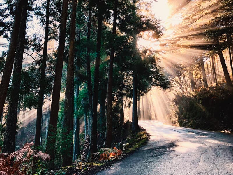 Sunlight breaking through the trees of Madeira's laurel forest