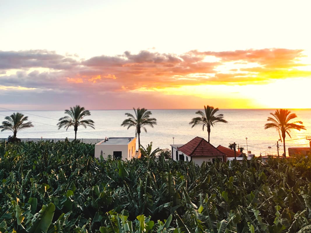 Golden sunset over palm trees and banana plantations on Madeira's south coast