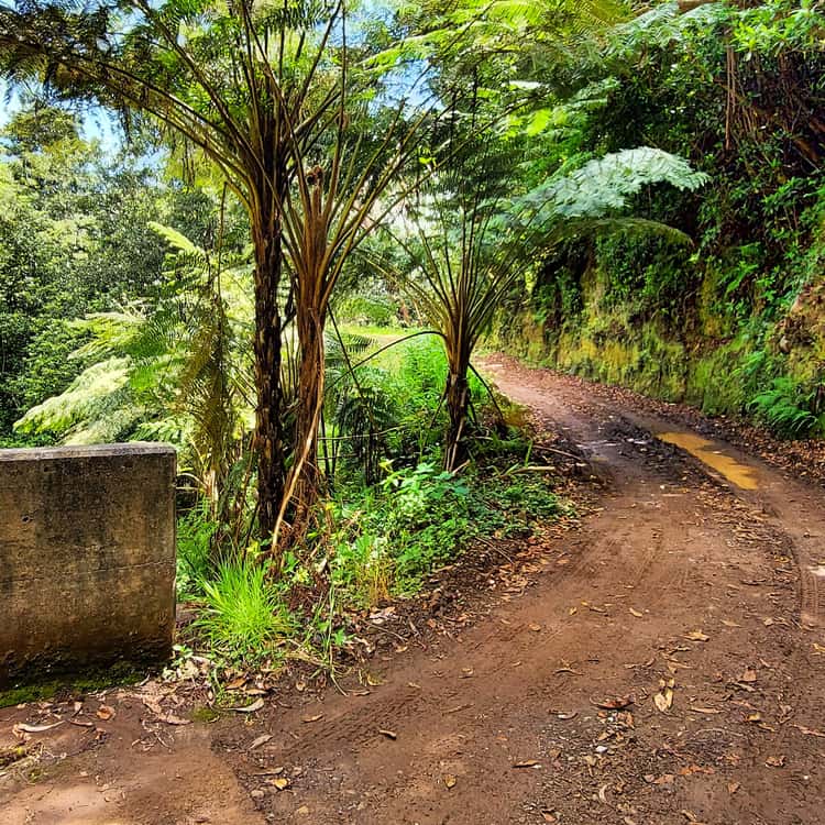 An off-road track winding through tree ferns on a private Madeira tour